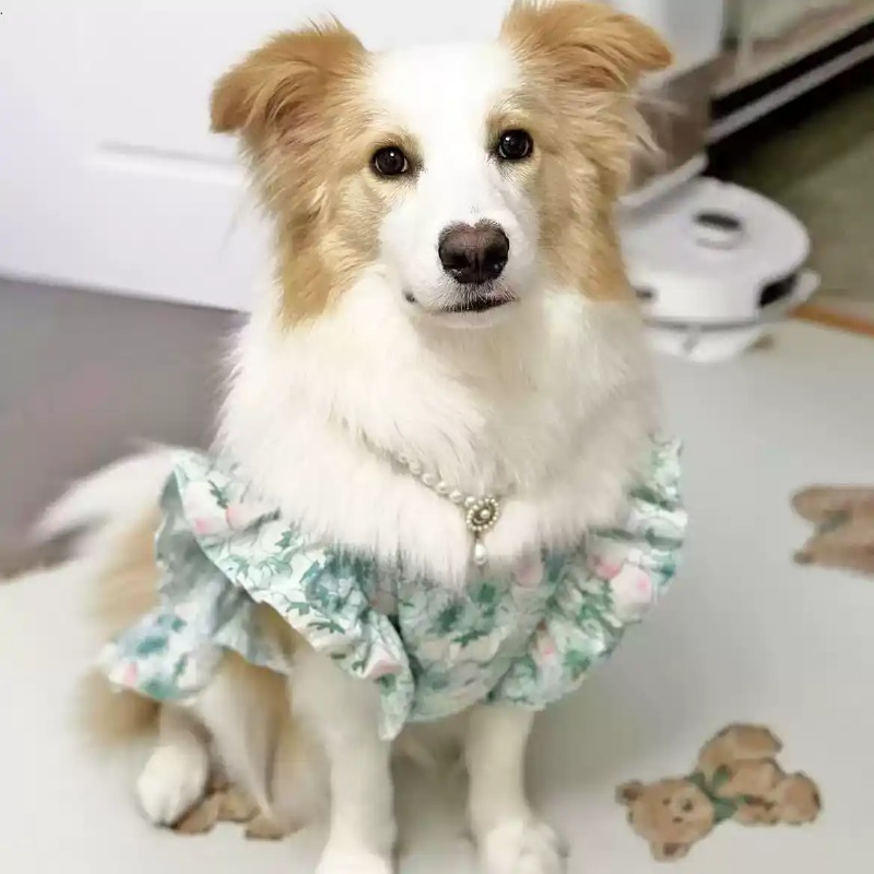 Ubranka dla zwierząt na wiosnę – Summer Dog Clothing recenzja i cena