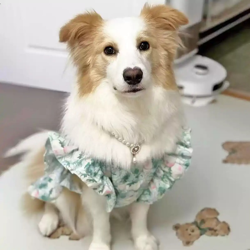 Ubranka dla zwierząt na wiosnę – Summer Dog Clothing recenzja i cena