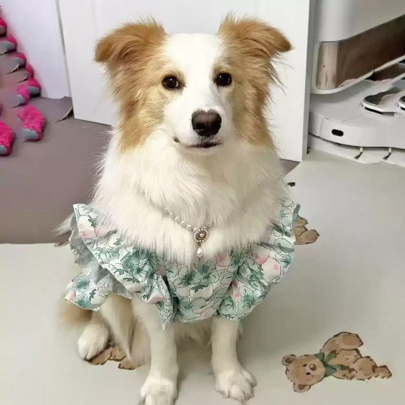 Ubranka dla zwierząt na wiosnę – Summer Dog Clothing recenzja i cena